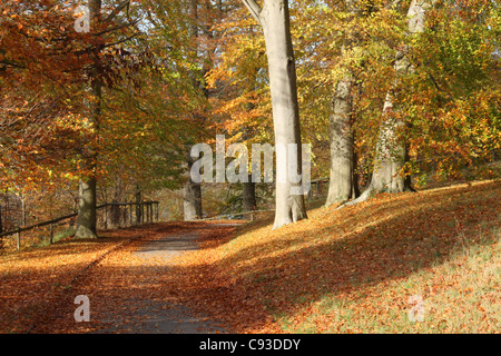 Herbst, Rotbuchen, Wanderweg Stockfoto