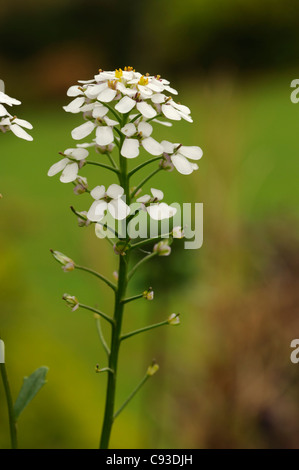 Wilde Schleifenblume Iberis amara Stockfoto