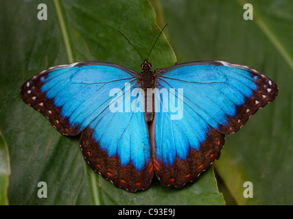 BLUE MORPHO Schmetterling (Morpho Peleides) in den Regenwäldern Mittel-und Südamerikas heimisch. In Gefangenschaft. Stockfoto