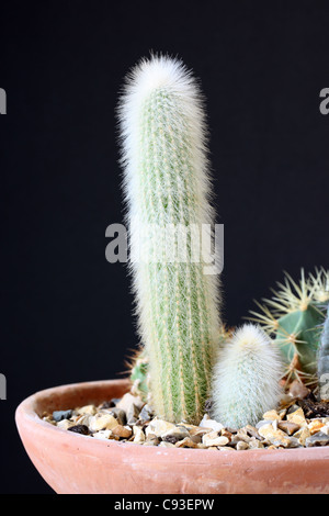 Hohe Cleistocactus strausii Cactus gepflanzt in einem terracotta Schale im Innenbereich Stockfoto