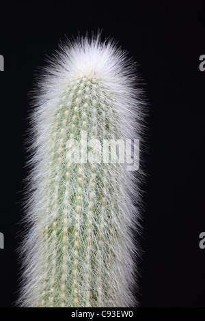 Nahaufnahme eines Cleistocactus strausii Kaktus auf schwarzem Hintergrund Stockfoto