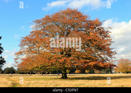 Bushy Park ist einer der königlichen Parks in London in der Nähe von Hampton Court in Süd-West London England UK Stockfoto