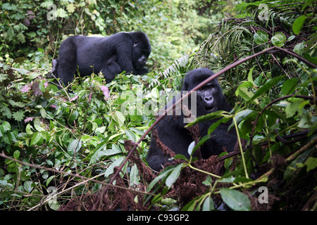 Berggorillas der Nkuringo Gruppe im Bwindi Impenetrable National Park Uganda. 28/1/2009. Foto: Stuart Boulton/Alamy Stockfoto