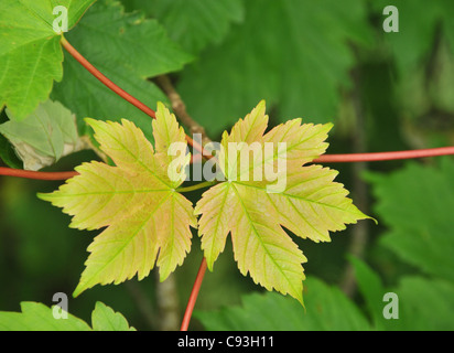 Detaillierte Nahaufnahme der neuen, frischen, Federblättern von einer Platane. Stockfoto