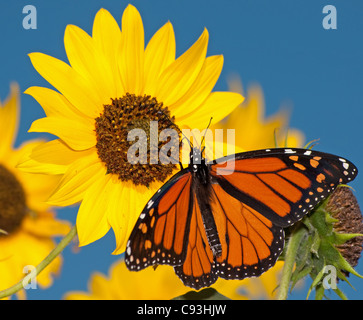 Monarch-Schmetterling Fütterung auf eine Sonnenblume gegen klar blauen Himmel Stockfoto