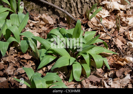 Wilde Zwiebel Lauch Allium Tricoccum Eastern Abfallung Frühlingswald E USA Stockfoto