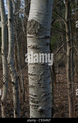 Schließen Sie die Ansicht der Beben Aspen Baumstamm Populus Tremuloides Nordamerika Stockfoto