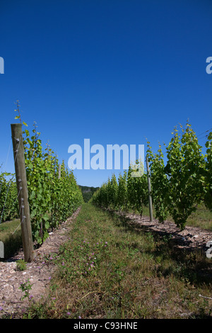 Weinberg in der Nähe von Leland Grand Traverse County Mitte Sommer Michigan Stockfoto