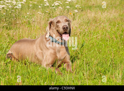 Weimaraner Hund Gras, Blick auf den Betrachter Stockfoto