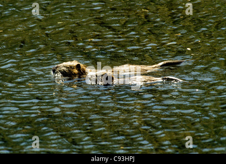 Nutrias Nutria, Biber brummeln, Mutter und Baby Schwimmen im Sumpf, Louisiana, USA Stockfoto