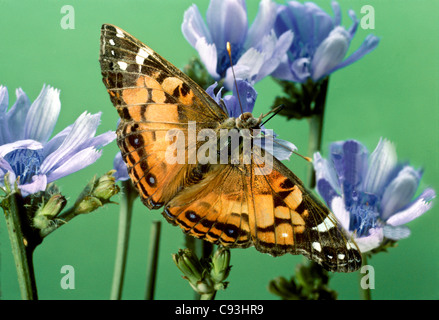 Distelfalter Schmetterling (Vanessa Cardui) mit Flügel ausgestreckt auf wilde Chickory Himmelsblumen (Cichorium Intybus), Missouri USA Stockfoto