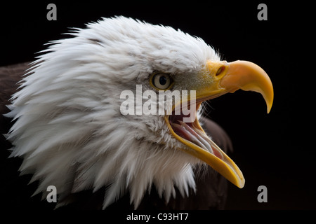 Kahle Adler Kopfschuss (genommen unter kontrollierten Bedingungen) Stockfoto