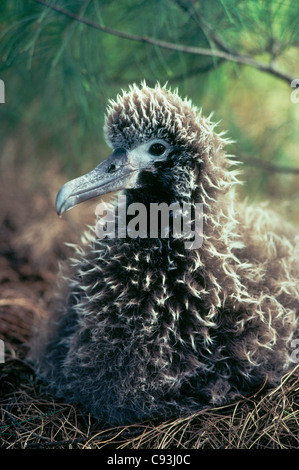 Laysan Albatros Küken im Nest, (Diomedea Immutabilis) Kilauea National Wildlife Refuge, Kauai, Hawaii. Stockfoto