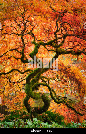 Laceleaf Ahorn mit Fallfarbe im japanischen Garten bei Bloedel Reserve, Bainbridge Island, Washington. Stockfoto