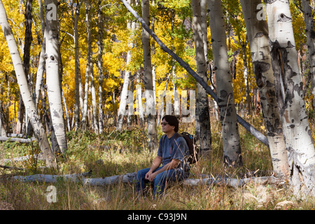 Asiatischen Mann sitzt auf einem Baumstamm, genießen ein schönes Wäldchen Espe mit gelben Blättern im Herbst in Colorado Stockfoto