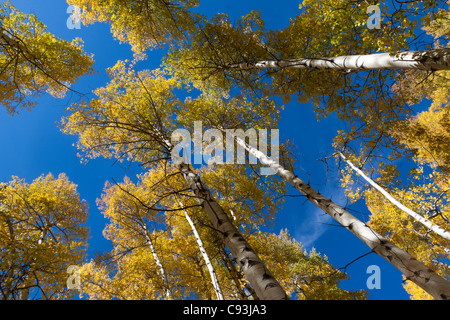 Nach oben auf den Gipfeln der Espe Bäume mit gelben Blättern im Herbst in den Rocky Mountains von Colorado Stockfoto