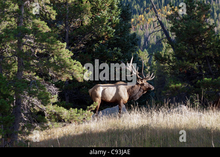 Profil von männlichen Elch mit vollständigen Rack Geweih stehen auf einer Wiese im Rocky Mountain National Park in Colorado Stockfoto