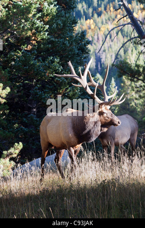 Männliche Elche mit vollständigen Rack Geweih stehen auf einer Wiese im Rocky Mountain National Park in Colorado Stockfoto