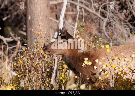 Profil von einem jungen Elch Nahrungssuche auf einer Wiese in Rocky Mountain Nationalpark in Colorado Stockfoto