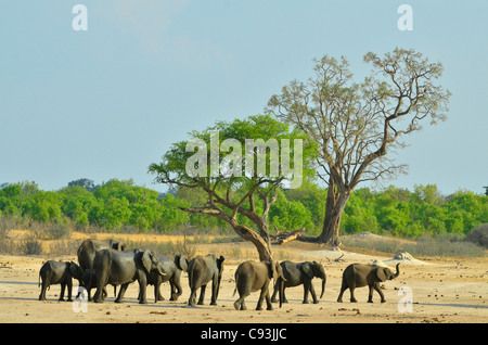 Simbabwe ist ein kleines Land mit einer unglaublichen Vielfalt an Landschaften und Tiere. Stockfoto