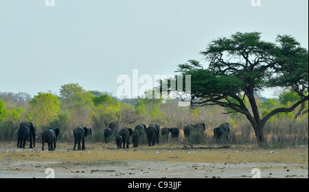 Simbabwe ist ein kleines Land mit einer unglaublichen Vielfalt an Landschaften und Tiere. Stockfoto