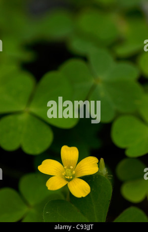 Schleichende Sauerklee (Oxalis Corniculata) Stockfoto