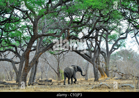Simbabwe ist ein kleines Land mit einer unglaublichen Vielfalt an Landschaften und Tiere. Stockfoto