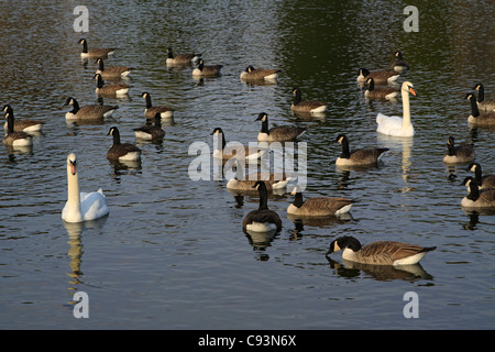 Schwäne und Kanadagänse auf einem Teich. Stockfoto