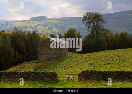 Stein-Scheune in Wensleydale, in der Nähe von Westholme Bank, Yorkshire Dales, UK Stockfoto