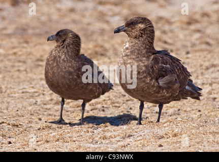 Braun subantarktischen Raubmöwen (Stercoraius Antarcticus Lonnbergi), Saunders Island, Falkland Stockfoto