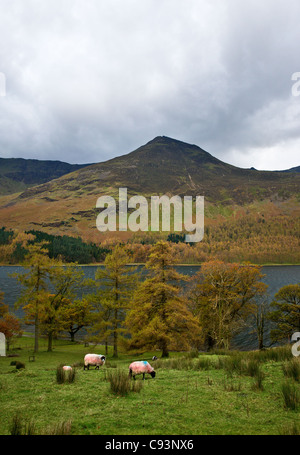 Schafe weiden an den Ufern des Buttermere im Lake District Stockfoto