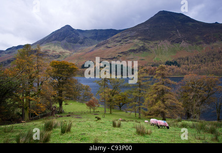 Schafe weiden am Ufer des Buttermere im Lake District in Cumbria in North West England. Stockfoto