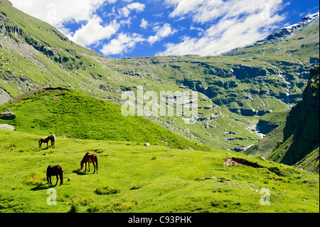 Wilde Pferde auf der Wiese im Himalaya-Gebirge Stockfoto