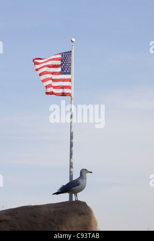 Möwe am Strand in New England Amerika Stockfoto
