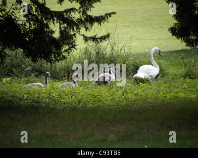 West Wycombe Park hat Schwäne und viele andere Wildtiere Stockfoto