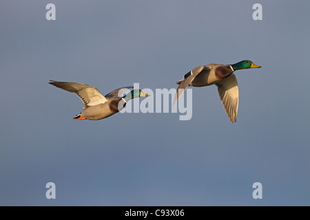 Mallards Anas Platyrhynchos Männchen im Flug Stockfoto