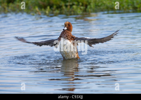 Drake oder männliche Pfeifente Anas penelope Baden Winter bei RSPB Reservat Titchwell Norfolk Stockfoto