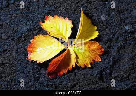 Ein Blatt, das seine Herbstfarben zeigt, nachdem es an einem Herbsttag auf den Boden gefallen ist, im Wald. Stockfoto