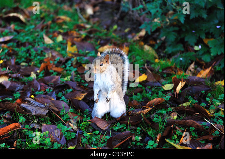 Ein graues Eichhörnchen Futter für Lebensmittel unter den gefallenen Blätter im Herbst im Park. Stockfoto