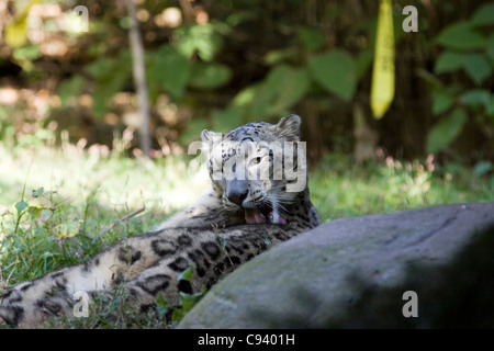 Snow Leopard Reinigung selbst, Panthera uncia Stockfoto