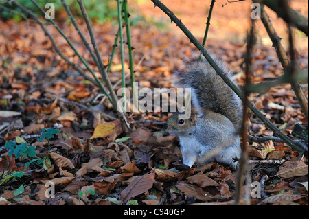 Ein graues Eichhörnchen Futter für Lebensmittel unter den gefallenen Blätter im Herbst im Park. Stockfoto