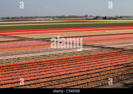 Bunten Blumenwiesen in den Niederlanden Stockfoto