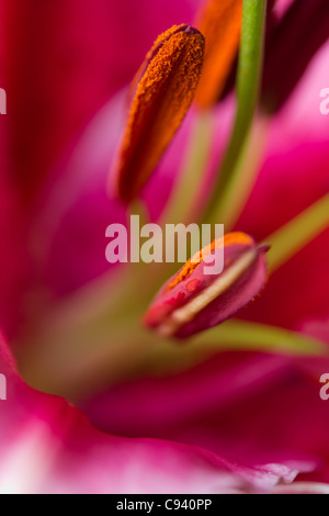 Orientalische Lilie (Lilium Orientalis) rosa Lilie mit zwei Pollen bedeckt Staubfäden in Nahaufnahme Makro Stockfoto