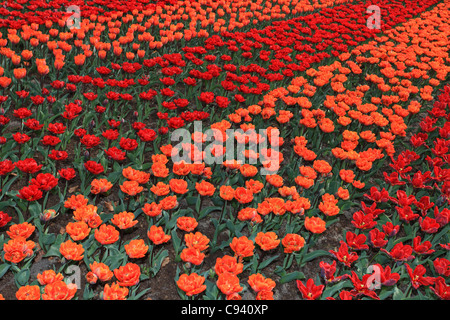 Ein Feld mit orange und rote Tulpen Stockfoto