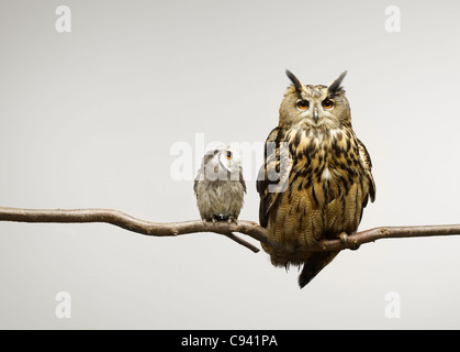 Zwergohreule und Uhu, die gemeinsam auf einem Ast sitzend Stockfoto