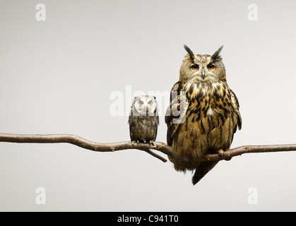 Zwergohreule und Uhu, die gemeinsam auf einem Ast sitzend Stockfoto