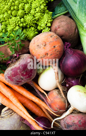 Gemischtes Gemüse: Rüben, Karotten, Schwede, Kartoffeln, rote Beete, rote Zwiebeln, Lauch und römischen Blumenkohl Stockfoto