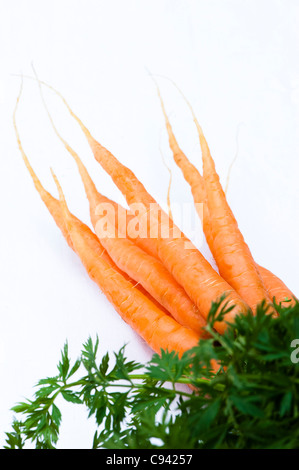 Karotte, Daucus Carota var. sativus Stockfoto