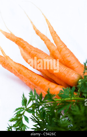 Karotte, Daucus Carota var. sativus Stockfoto