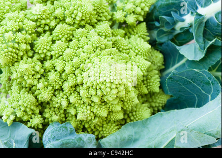 Romanesco Brokkoli oder römischen Blumenkohl, Brassica oleracea Stockfoto